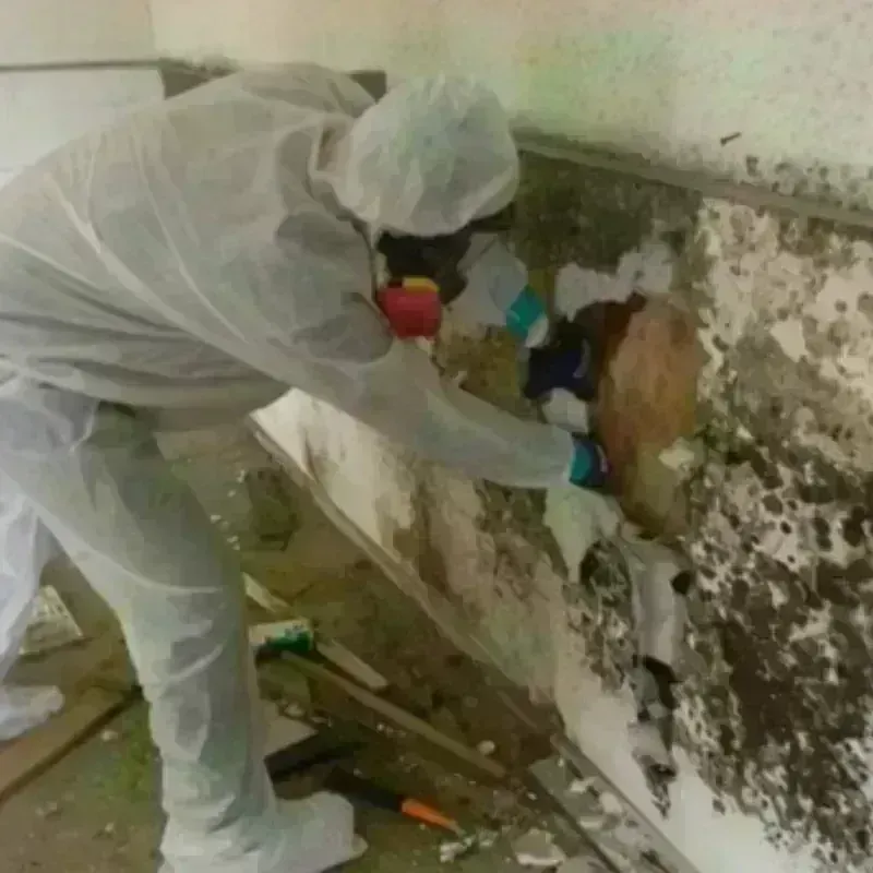 Mold Remediation and Removal in Lukachukai, AZ